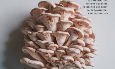 p ostreatus oyster mushroom