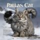 pallas cat