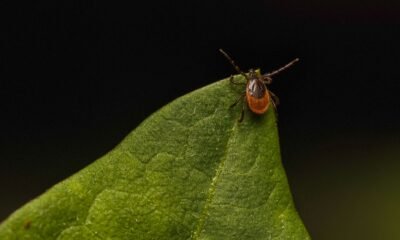 Tick Leap