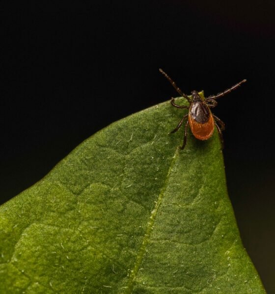 Tick Leap
