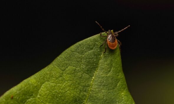 Tick Leap