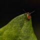 Tick Leap