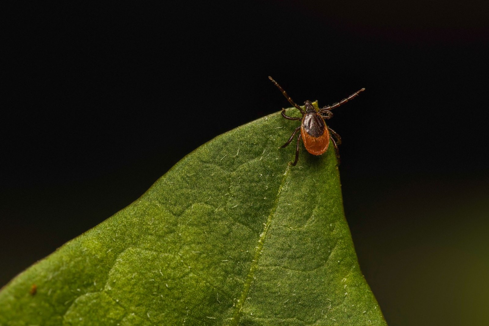 Tick Leap